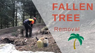 Pro saving the berm from the fallen tree.