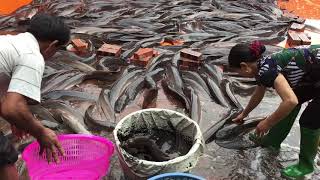 Cân Bán 1000 Con Cá Trê - fish harvest