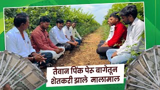 तैवान पिंक पेरू बागेतुन शेतकरी झाले मालामाल ​⁠​⁠​⁠​⁠ #agriculture shetkari