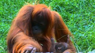 Zoo - Budapesti Állatkert * orangutan + baby # Panasonic FZ-1000 4K UHD