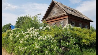 В деревне ТОДИНО напали пчёлы КОЛОГРИВ 27.05.23