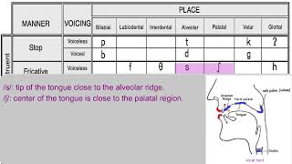 Fricatives /ʃ/ and /ʒ/