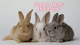 SUPER CUTE BUNNIES | BROWN WHITE AND GRAY