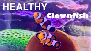 Choosing a healthy clownfish