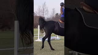 New exercise with Dolly #horse #equestrain #equestrian #horseing #horserider #riding #dressage