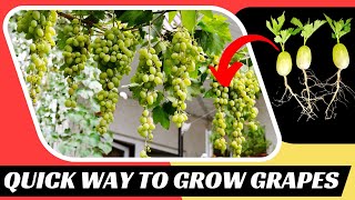 How to Grow Grapes Fast & Easily