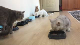 5 Kedi Nasıl Beslenir? - 5 Cat Vlog