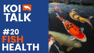 Koi Doctors? | Koi Health | Koi Talk | Ep #020