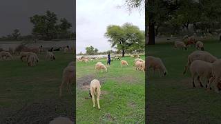 Sheep & goats and their owner #ytshorts #goatlove #goatfarm #formlife #forming #shorts #pet #sheep