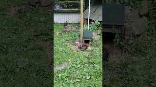 Otters at Buckfastleigh Sanctuary