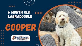 Labradoodle, 6 m/o, “Cooper” | Amazing Labradoodle Training | Off Leash K9 Training Spokane