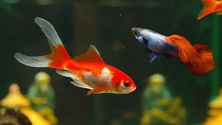 Can goldfish and guppies live together? can guppies and goldfish share the same fish tank?