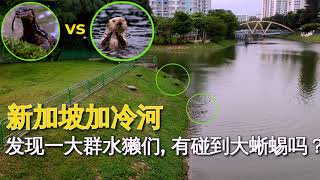 Spotted more than 10 Otter family playing along the Singapore Kallang River 发现了一大群水獭在新加坡加冷河上嬉戏,觅食和游泳