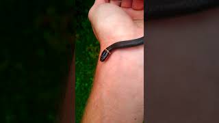 ringneck snake