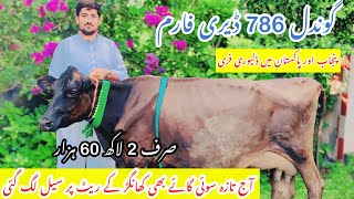 Gondal 786 Dairy Farm ||Khangar Cows For Sale Today ||Jersey Cows For Sale ||Cholistani Cross Cows