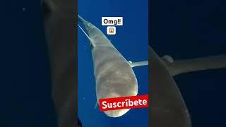 OMG Que miedo?🦈😱 #fishing #shark #funny #outdoor #fish #viralvideo #fyp #sharkfishing