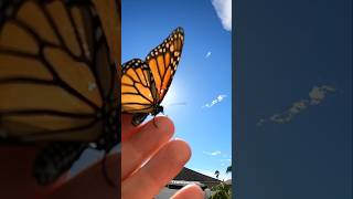 Launching new monarchs butterflies