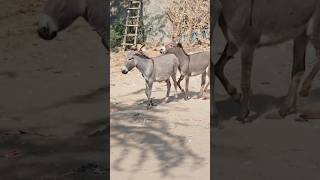 Donkey Video #donkey #donkeyshort #shortvideo