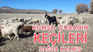 Komşu Çobanın Keçileri Geride Kalmış Bizim Sürüye Geldi~Çoban Dayanışması Oldu