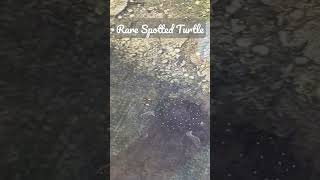 Rare Spotted Turtle