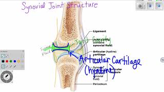 Synovial Joint Structure