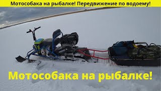 Мотособака на рыбалке! Передвижение по водоему!