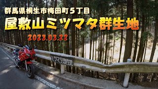 【モトブログ】屋敷山《ミツマタ》群生地 群馬県桐生市梅田町５丁目 2023.03.22