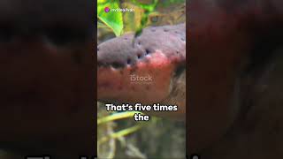 Most Dangerous Animal’s In Amazon #youtubeshorts #goviral #foryou #fyp #animals #animalfacts #fypシ