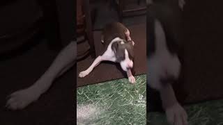 Give your dog a round of applause and see their reaction #shorts #tiktok #dog #cute