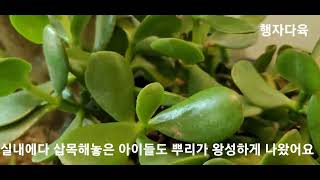 염좌(돈나무)  왕대품 과감한 적심 뿌리가 왕성 🌿Sprain (money tree) royal grand prize, bold wetting rooted