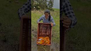 Así pescamos aquí en el campo / Los escachaitos 😱🐠