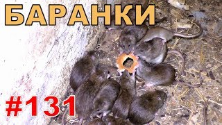 #131. Реалити Шоу “ALCARATZ“. ДОМ 2 - Крысы. Баранки.