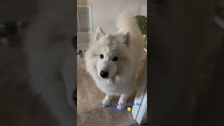 You can use this trick for Stubborn samoyed’s