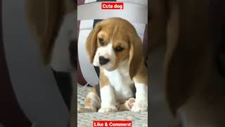 Main aisa kyu hoon #dog #youtube #funny #tiktok