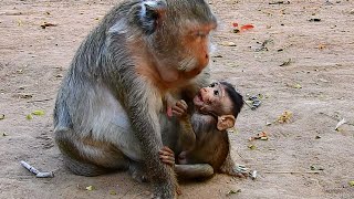 BEG AND BEG...SMALL BABY MONKEY LOOKING TO HER MOTHER’S FACE ASKING FOR MILK.