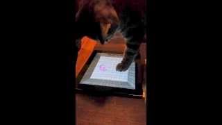 Epic Cat Fail! IPad apps Are Dangerous