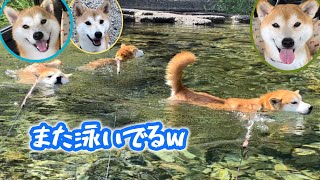 一心不乱に目的地に泳ぐ姉柴犬と楽しくてプラプラ泳ぐ弟柴犬のずっと泳いでいる水泳コンビが可愛いです！