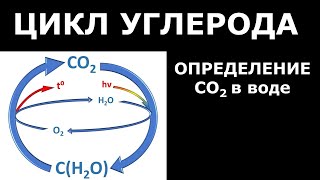 Цикл углерода и анализ растворенного углекислого газа