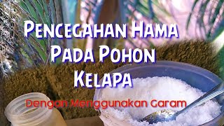 Cara Sederhana Pencegahan Hama Pada Pohon Kelapa||Tradisional