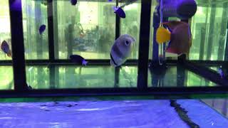 Exotic Fish Aquarium - Specialised Aquatics Solutions - Anamalai Road (off Sixth Avenue), Singapore