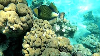 GoPro9/ СНОРКЛИНГ/ Коралловый риф пляжа El Fanar, Egypt, Sharm-El-Sheikh