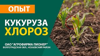 Хлороз кукурузы, выведение кукурузы из стрессового состояния