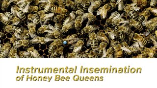 Instrumental Insemination Of Honey Bee Queens, Techniques and Beekeeping Practices with Susan Cobey