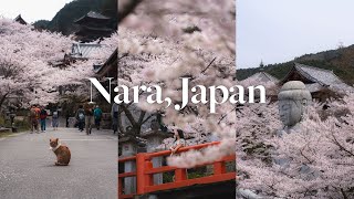 Capturing The Other Side Of Nara Most People Miss