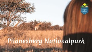 Pilanesberg Nationalpark in Südafrika