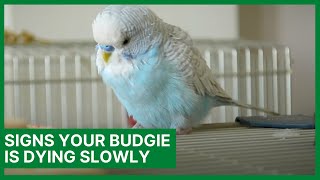 Signs Your Budgie is Dying Slowly