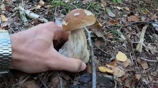 Норвегія. Частина 12. Грибний сезон закінчується. Білі гриби. Porcini mushrooms.