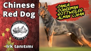 Chinese Red Dog - Köpek Irkı Tanıtımı