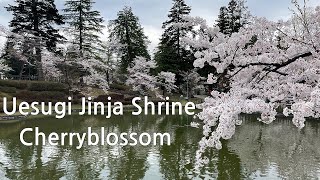 Cherryblossom in Uesugi Jinja Shrine, Yonezawa(上杉神社)