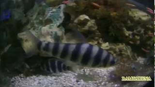 Aquarium Ikan Cichlid - Ikan Leporinus #2